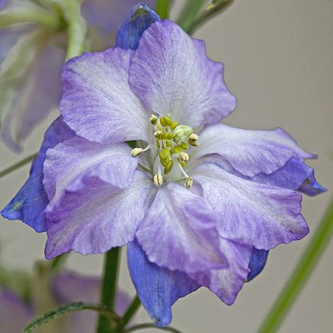 Larkspur 'Fancy Purple Picotee'