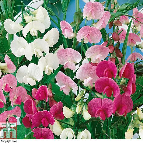 Everlasting Sweet Pea