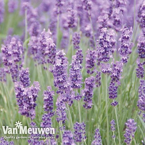 Lavender 'Munstead'