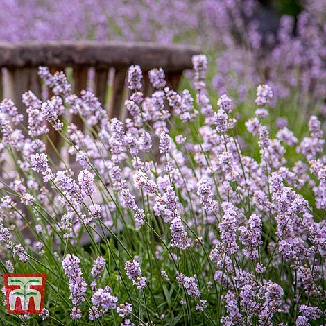 Lavender spicata 'Rosea'