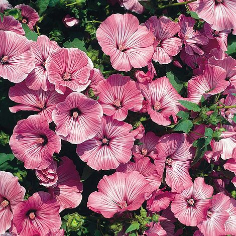 Lavatera trimestris 'Silver Cup'