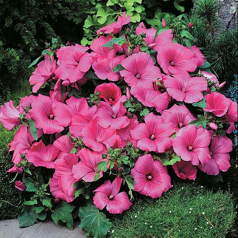 Lavatera trimestris 'Twins Hot Pink'