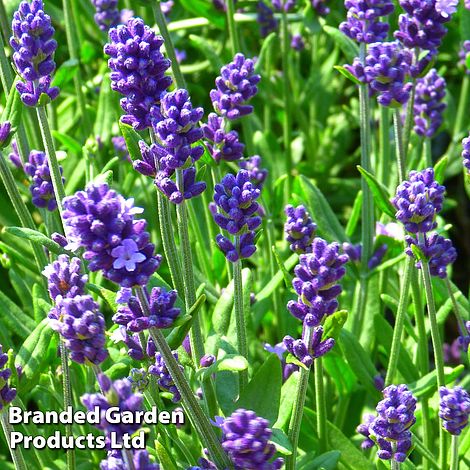 Lavender 'Blue Scent'
