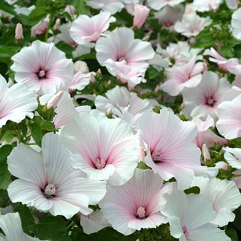 Lavatera trimestris 'Dwarf Pink Blush'