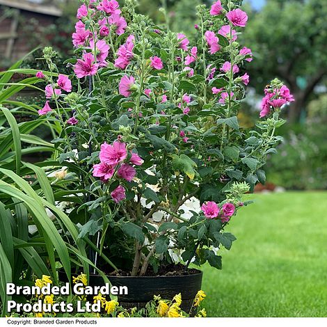 Lavatera 'Princess Pink'