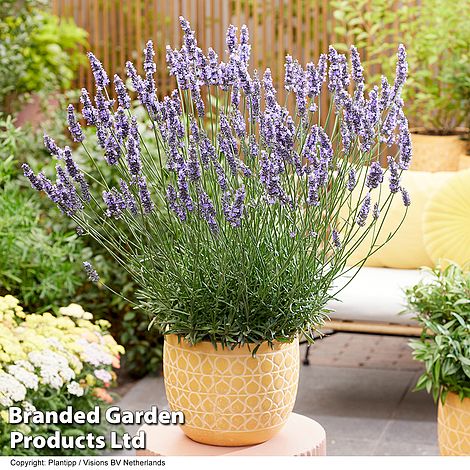 Lavender 'Sensational'