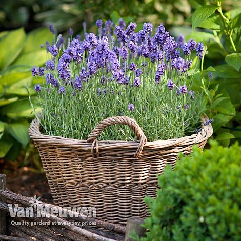 Lavender 'Munstead'