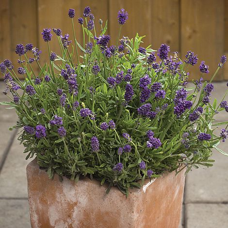 Lavender 'Mini Blue'