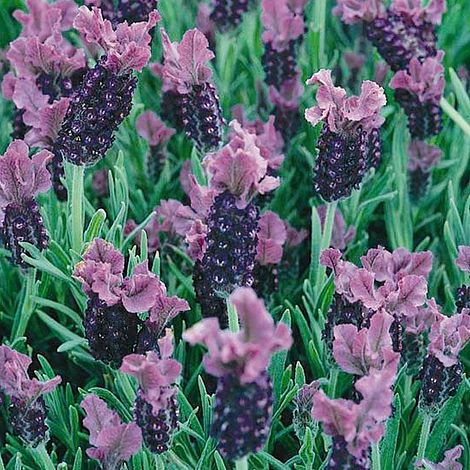 Lavender 'Fathead'