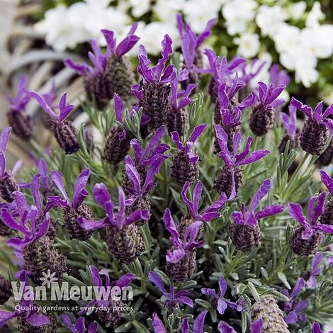 Lavender 'Devonshire Compact'