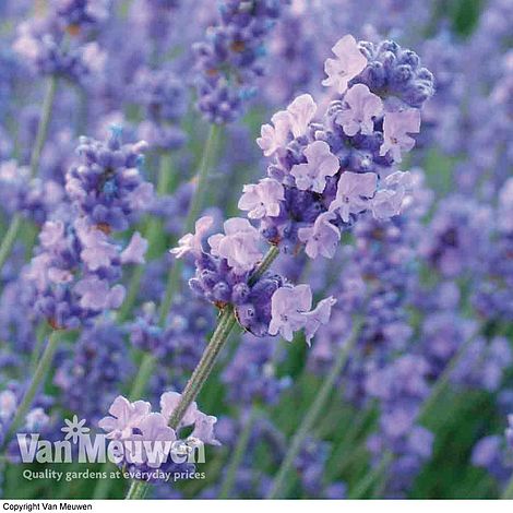 Lavender 'Melissa Lilac'