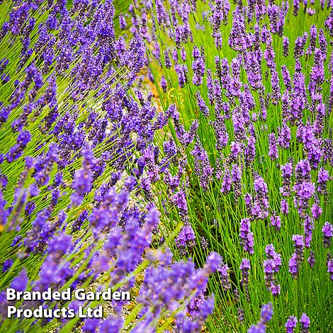 Lavender Duo