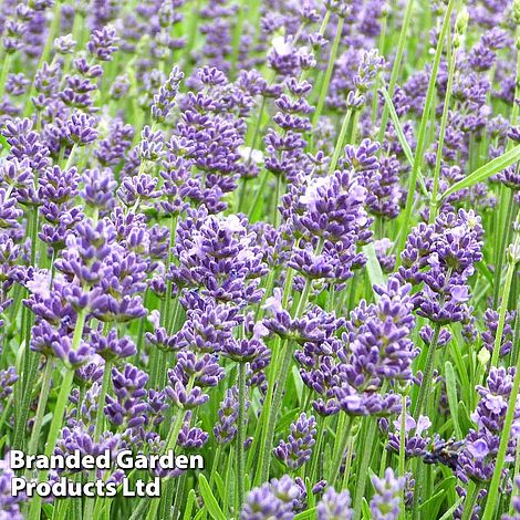 Lavender Angustifolia Essence Purple