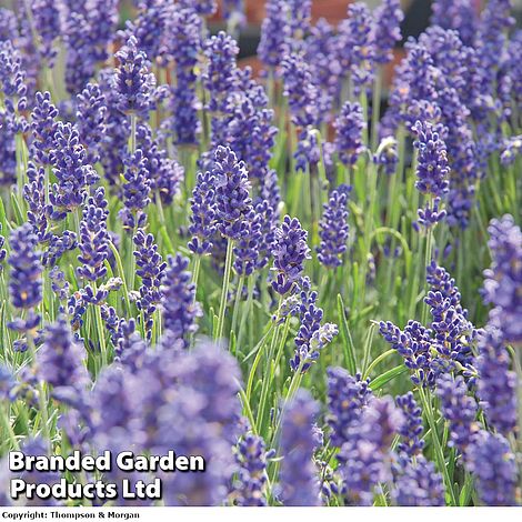 Lavender 'Hidcote'