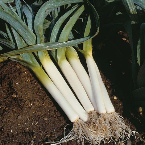 Leek 'Blauwgroene Winter - Bandit'