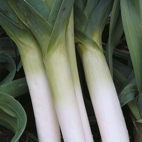 Leek 'Porbella'