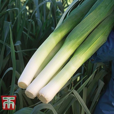 Leek 'Mercurian' F1 Hybrid