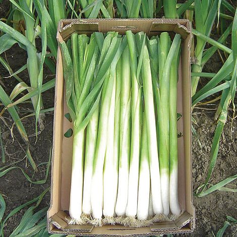 Leek 'Bulgaarse Reuzen - Lincoln'