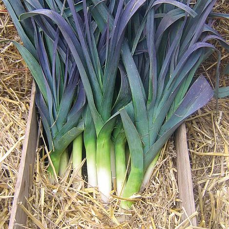 Leek 'Northern Lights' F1 Hybrid