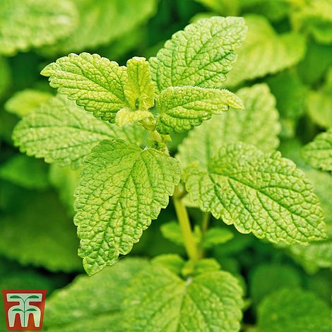 Lemon Balm