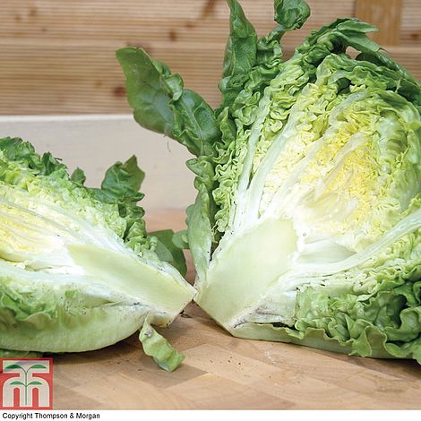 Lettuce 'Little Gem' (Cos)