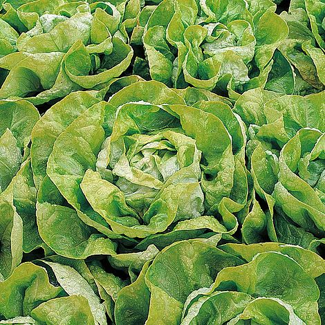 Lettuce 'Arctic King' (Butterhead)