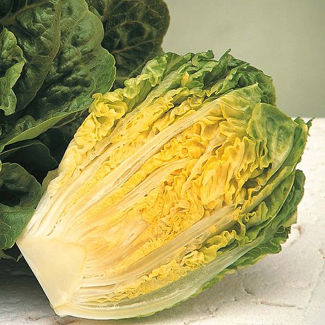 Lettuce 'Winter Gem' (Cos)