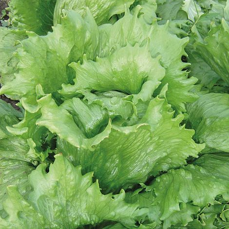 Lettuce 'Great Lakes' (Iceberg/Crisphead) - Heritage