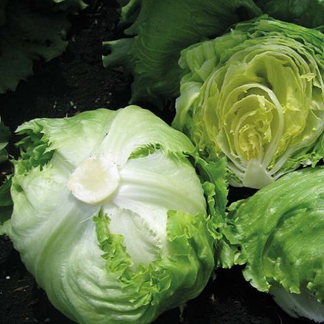 Lettuce 'Hollywood' (Iceberg/Crisphead) - Kew Collection Seeds