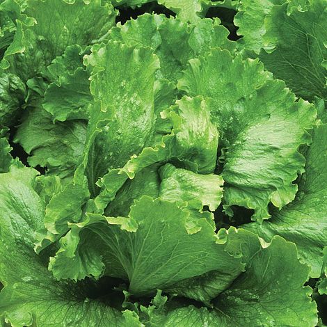 Lettuce 'Lakeland' (Iceberg/Crisphead)