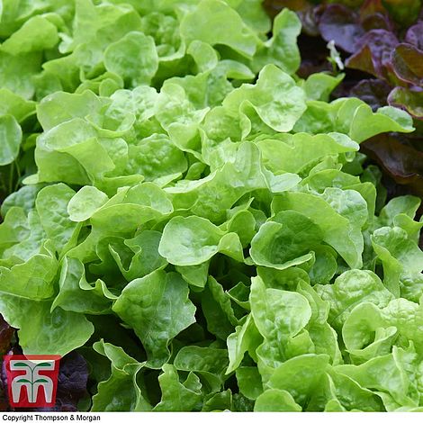 Lettuce 'Kyrio'