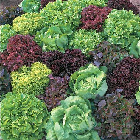 Lettuce 'Ultimate Mixed'