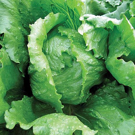 Lettuce 'Antartica' (Iceberg/Crisphead)