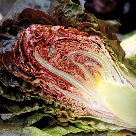 Lettuce 'Intred' (Romaine/Cos)