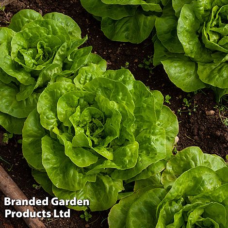 Lettuce 'Brighton' (Winter Butterhead)