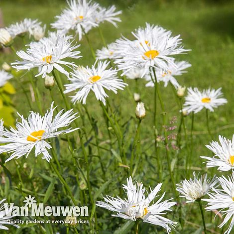 FREE DELIVERY over £20 5 x Leucanthemum Crazy Daisy plug plants