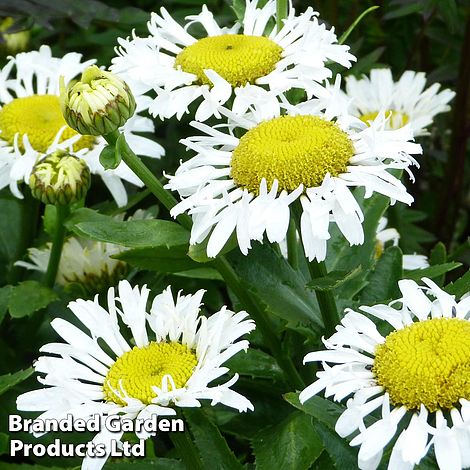 Leucanthemum x Superbum Lacrosse