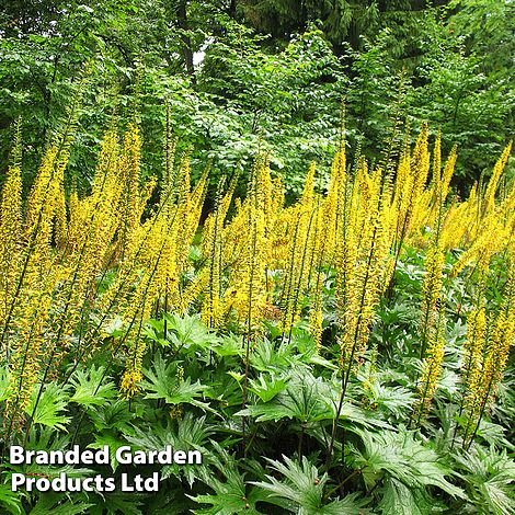 Ligularia przewalskii