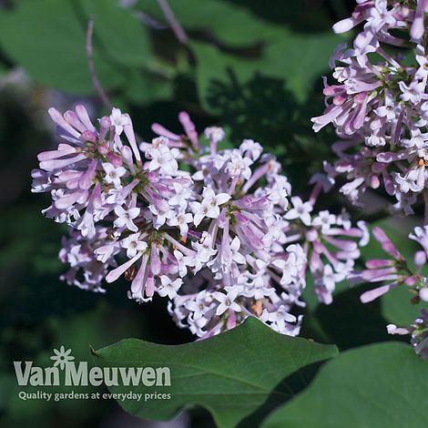 Lilac 'Miss Kim'