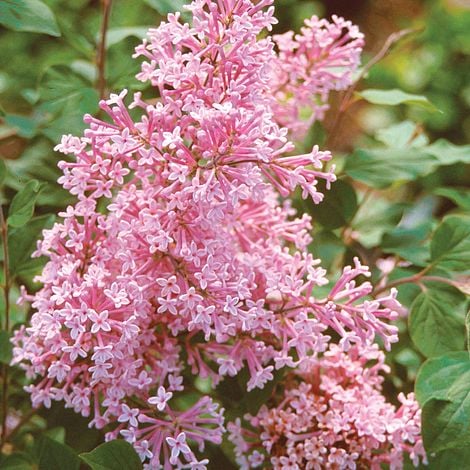 Lilac 'Bloomerang Pink Perfume'