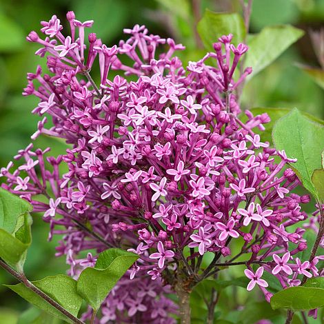 Lilac 'Bloomerang Dark Purple'