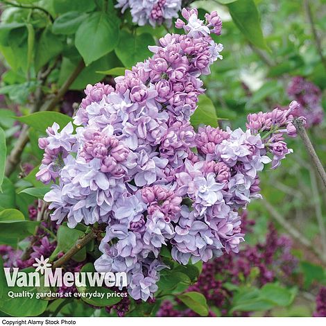 Lilac 'Katherine Havemeyer'