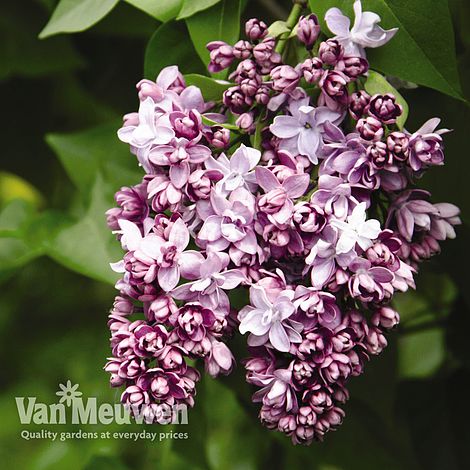 Lilac 'Beauty Of Moscow'