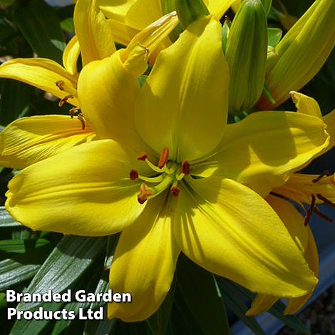 Lily 'Freckled Joy'