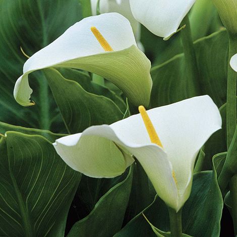 Arum Lily (White) | Van Meuwen