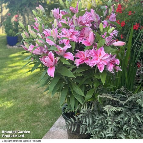Lily 'Twyford'