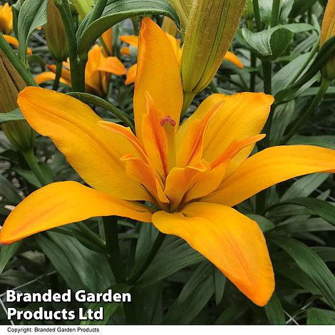 Lily (Pollen Free) 'Gold Twin'