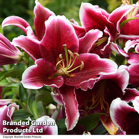 Lily 'King Solomon'