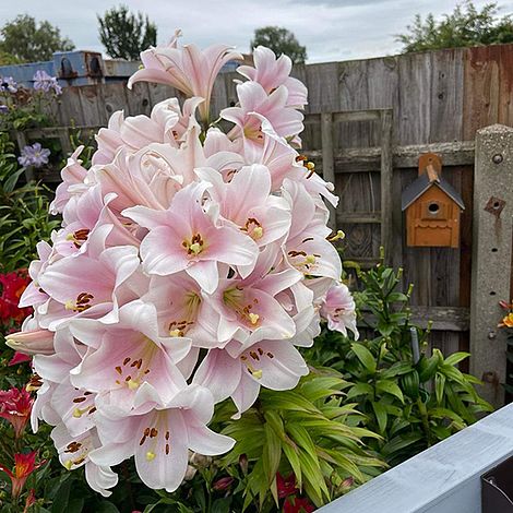 Tree Lily 'Crystal' Collection | Van Meuwen