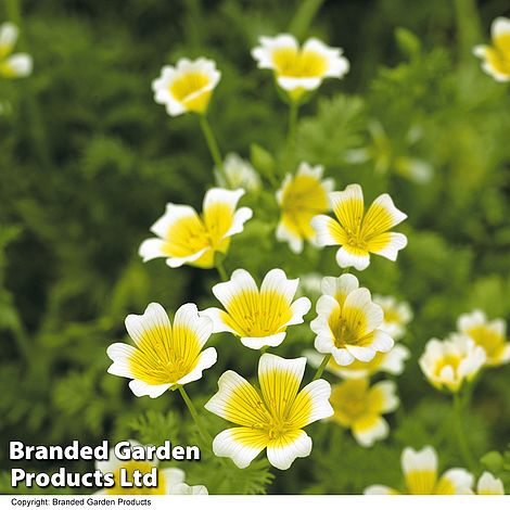 Limnanthes douglasii 'Spanish Omelette Mixed'